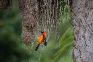 Campo Troupial - Back and Forth to its nest