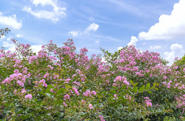 Obraz na płótnie Canvas Lagerstroemia indica flowers bloom in the garden with romantic pink for those who love flowers and pink, this flower usually blooms in summer in the tropics.