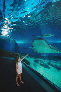 Young girl pointing at sting ray in aquarium tank