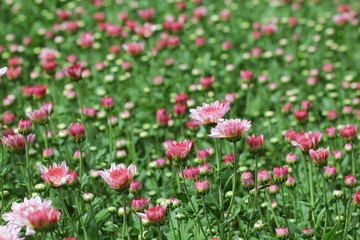 Obraz na płótnie Canvas flowers chrysanthemum in garden
