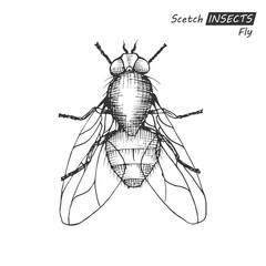 Hand drawn fly
