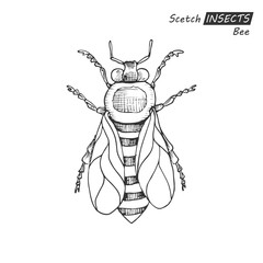 Hand drawn bee