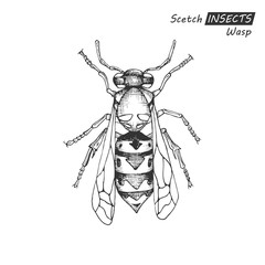Hand drawn wasp