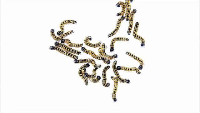 caterpillar macro, Phalera bucephala, Raupe Mondvogel
 