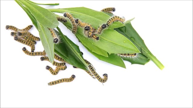 caterpillar macro, Phalera bucephala, Raupe Mondvogel
 