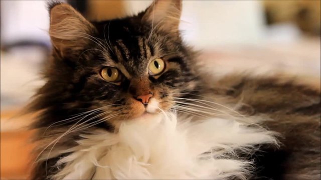 cute cat maine coon looking, animal portrait
