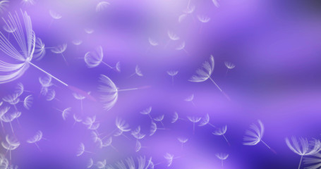 Fototapeta na wymiar 3d rendering of dandelion blowing silhouette. Flying blow dandelion buds black outdoor decoration on white