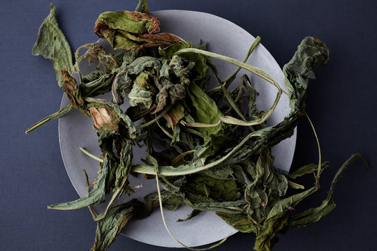 Dried comfrey herbs in concrete bowl 
