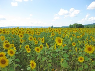 Fototapeta premium ひまわり畑