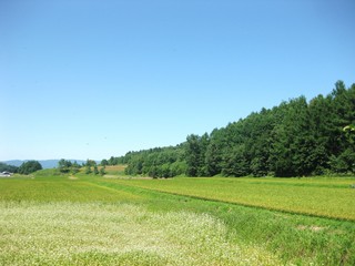 rural in japan