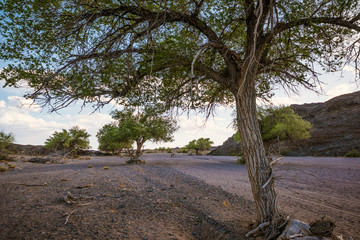 panoramic view of beautiful plain with trees at sunny day 

