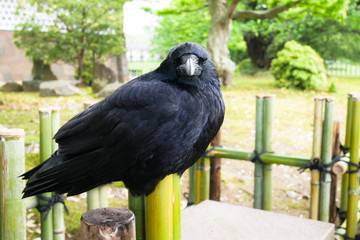 A crow standing on bamboo fence.