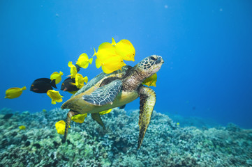 Green sea turtle being cleaned by yellow tangs - 159064136
