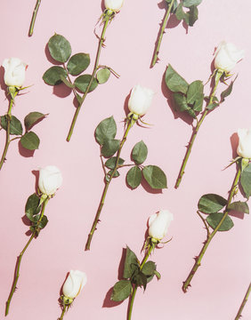 Valentine White Roses Arranged On Pink Background