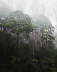 Rainforest on a foggy morning