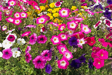 Fototapeta premium 夏の花壇
