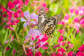 Beautiful Butterfly on Colorful Flower