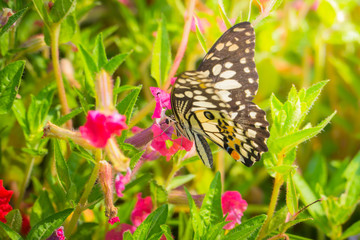 Fototapeta na wymiar Beautiful Butterfly on Colorful Flower