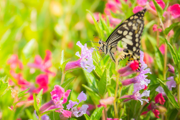 Beautiful Butterfly on Colorful Flower