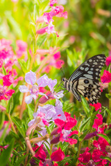 Beautiful Butterfly on Colorful Flower