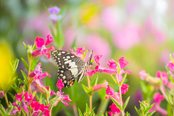 Beautiful Butterfly on Colorful Flower