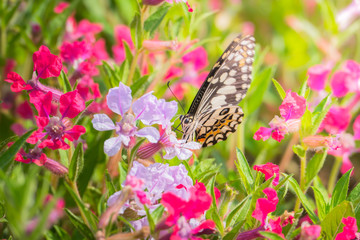 Beautiful Butterfly on Colorful Flower