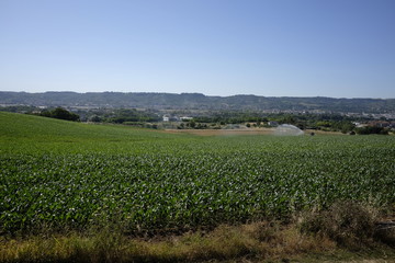 Fototapeta na wymiar Irrigation of corn