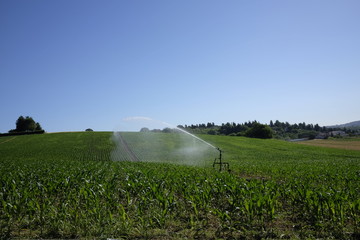 Irrigation of corn © robypangy