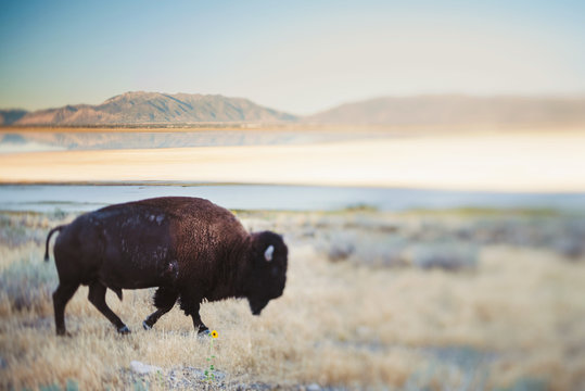 A buffalo crossing the road on Antelope Island, Utah