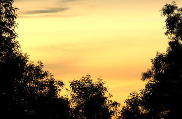 silhouette shadow tree on sunset sky feel like alone have copy space for put text