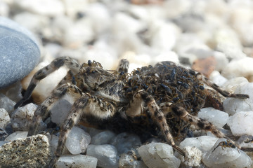 The cub of a spider tarantula on a female.