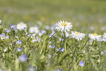 Daisy Flower Spring