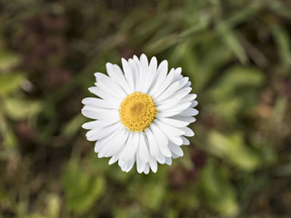 Daisy Flower Spring