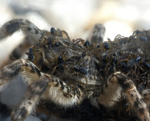 The cub of a spider tarantula on a female.