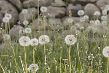 Dandelions in the Park