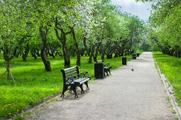 City park with footpath, benches and blossoming  of the apple orchard