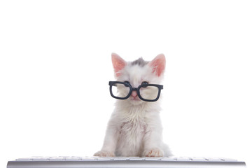 One cute adorable fluffy white kitten wearing black geeky glasses looking over the glasses slightly to viewers left, sitting in front of a computer keyboard isolated on white background.