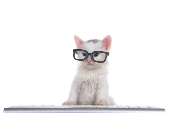 One cute adorable fluffy white kitten wearing black geeky glasses looking slightly to viewers left, sitting in front of a computer keyboard isolated on white background.