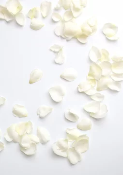 白い薔薇の花びら 白背景 バックグラウンド Stock 写真 Adobe Stock