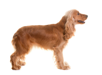 cocker spaniel in studio