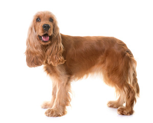 cocker spaniel in studio