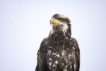 Junger Seeadler