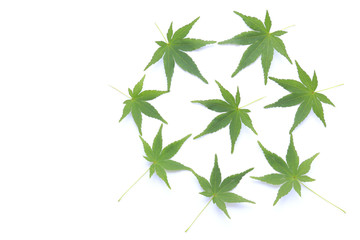 Japanese fresh green maple leaf isolated