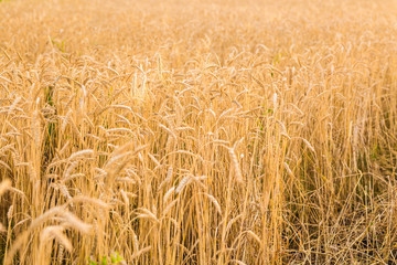 Field of Rye