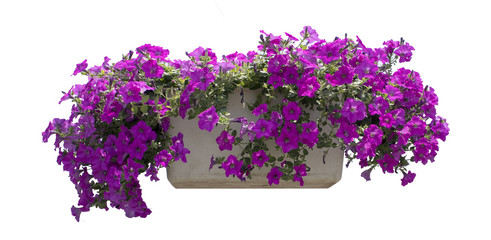 bellflower(campanula) in the pot