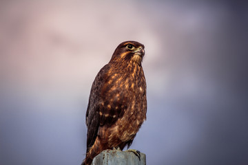 Falke bei Queenstown, Neuseeland