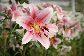 Obraz na płótnie Canvas Flowers,Pink Lily