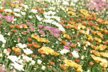 beautiful Flowers, flowers chrysanthemum in garden