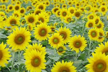 Fototapeta na wymiar Sunflowers garden,field sunflower 