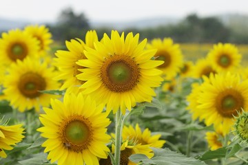 Sunflowers garden,field sunflower   